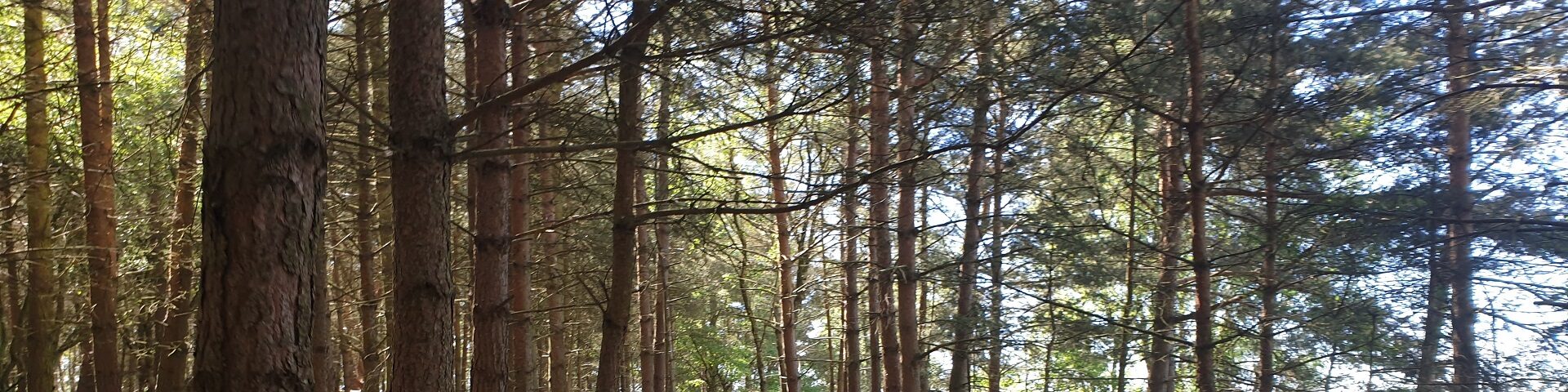 Cannock Chase trees