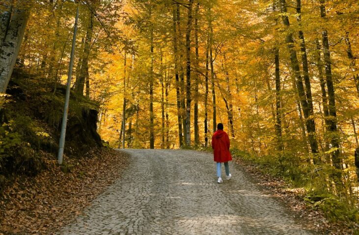 Person walking on a path in a forest.