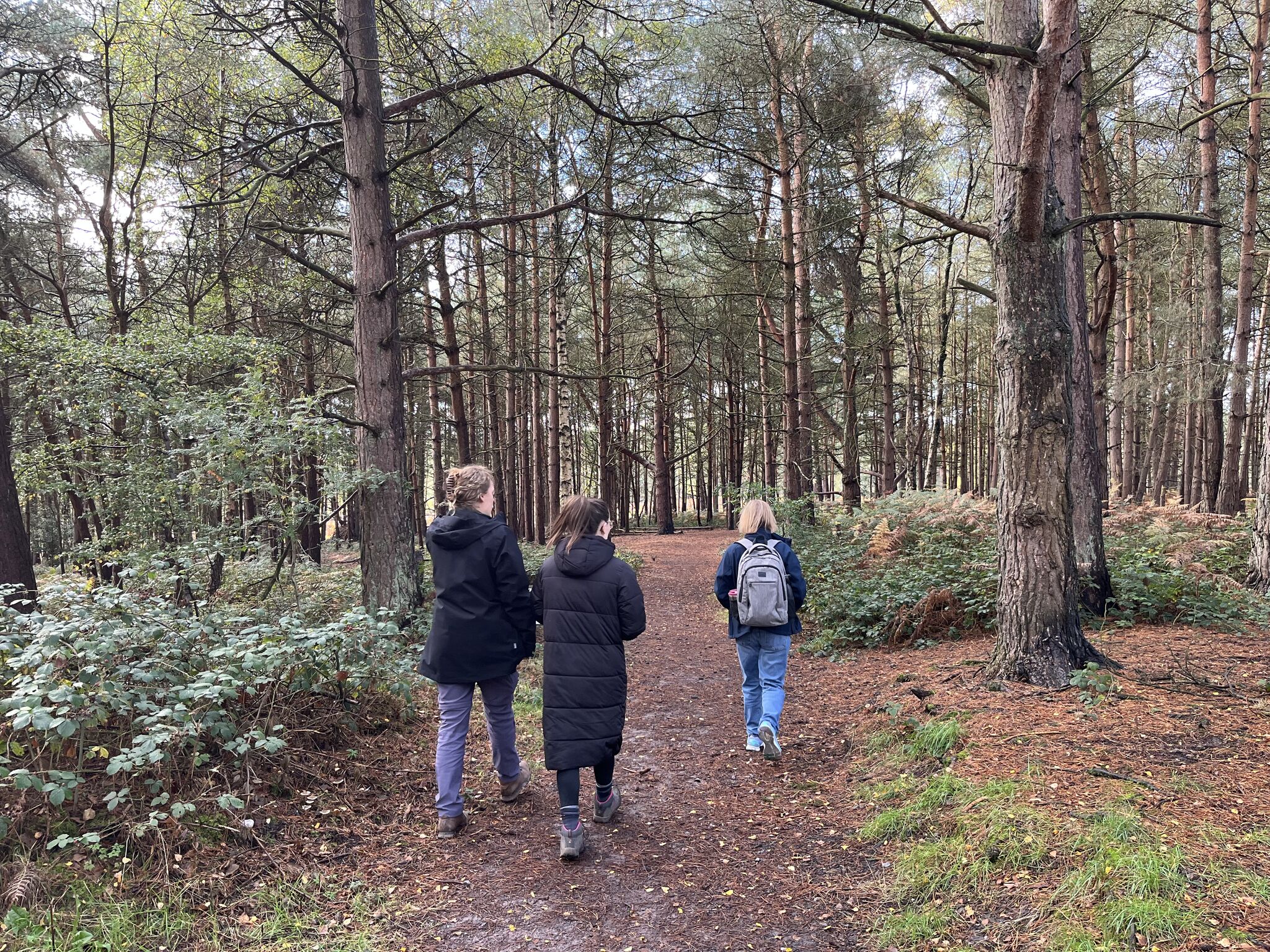 Image show three women walking through woodland within Cannock Chase.
